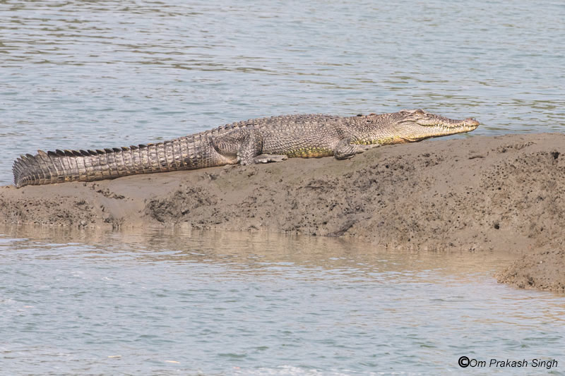 A crocodile basking in the sun on the mudflats of Sunderban National Park in South 24 Parganas district, West Bengal - - view helps improve mental health